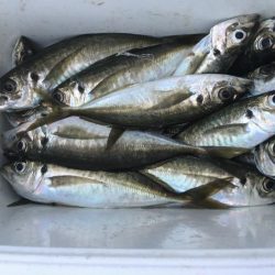 昨日より今日こそ！！アジ釣り！！